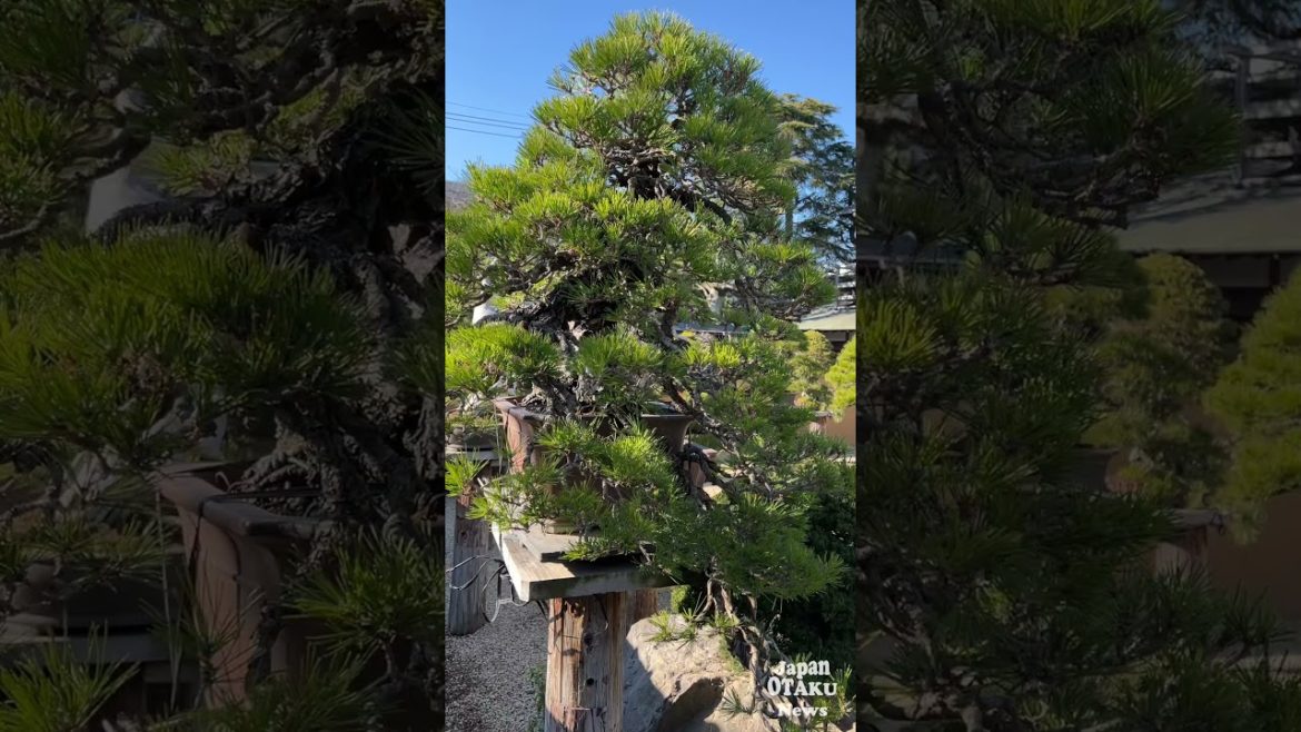 【春花園】Shunkaen Beautiful BONSAI 6 | Kunio Kobayashi #Shorts