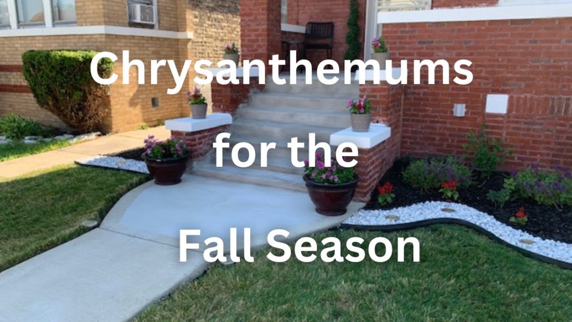 Chrysanthemums for the Fall Season (Whitley & Chill Season 3, Episode 9)