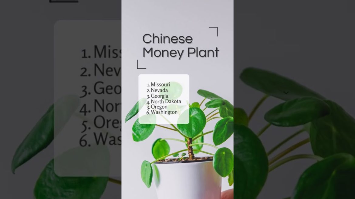 13 Most Popular Houseplants in America #shorts | MOODY BLOOMS 13 Most Popular Houseplants in America #shorts | MOODY BLOOMS