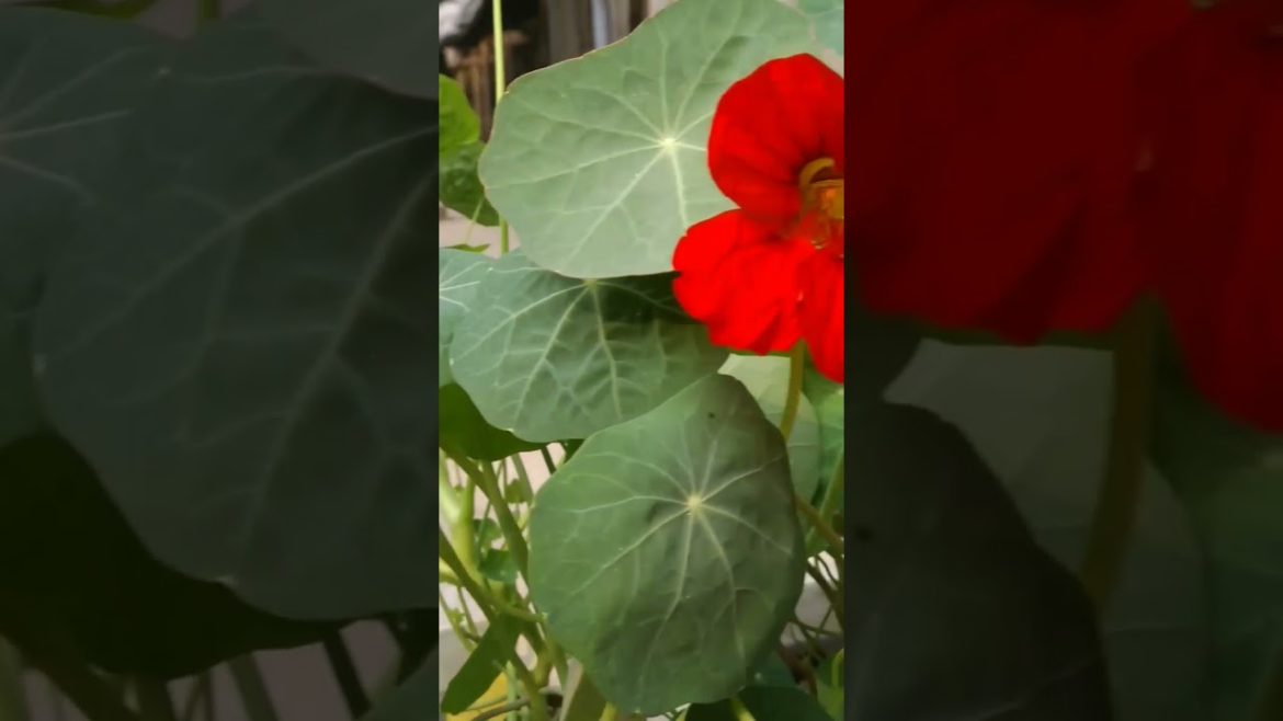 nasturtium flowers #shorts #flowers #gardening #nasturtium #nastesium