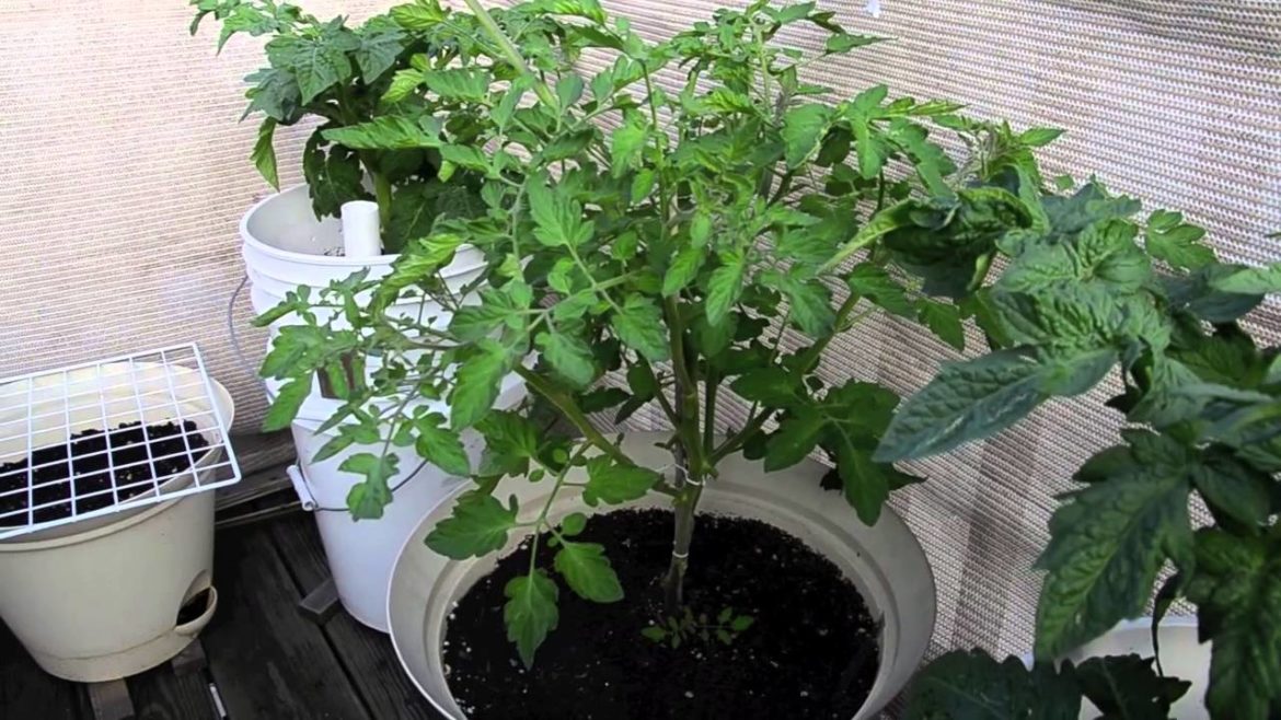 Growing vegetables in containers: Balcony Container Garden Update May 2013