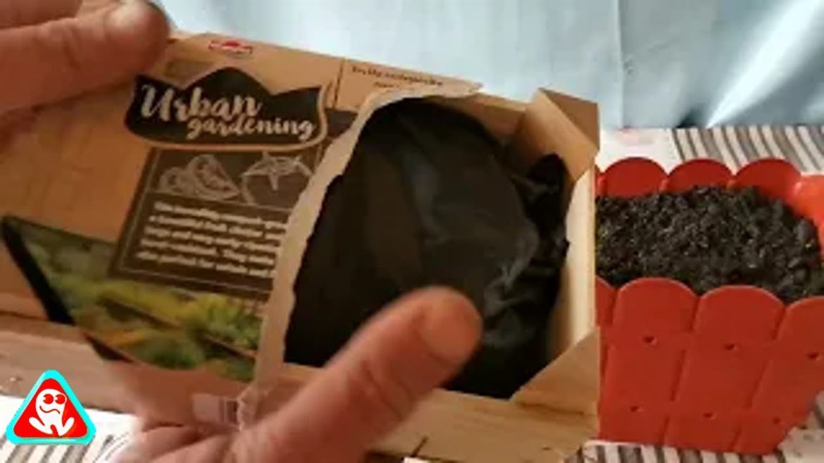 Plantez semințe cumpărate din Supermarket .....Urban gardening