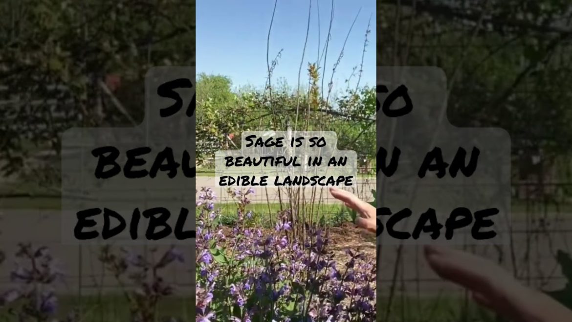 Why I love culinary sage in my edible landscapes.