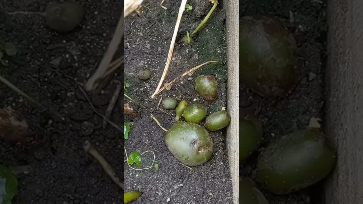 making use of my green potatoes – one more way to reduce waste π and maybe even save money next ye making use of my green potatoes - one more way to reduce waste π and maybe even save money next ye