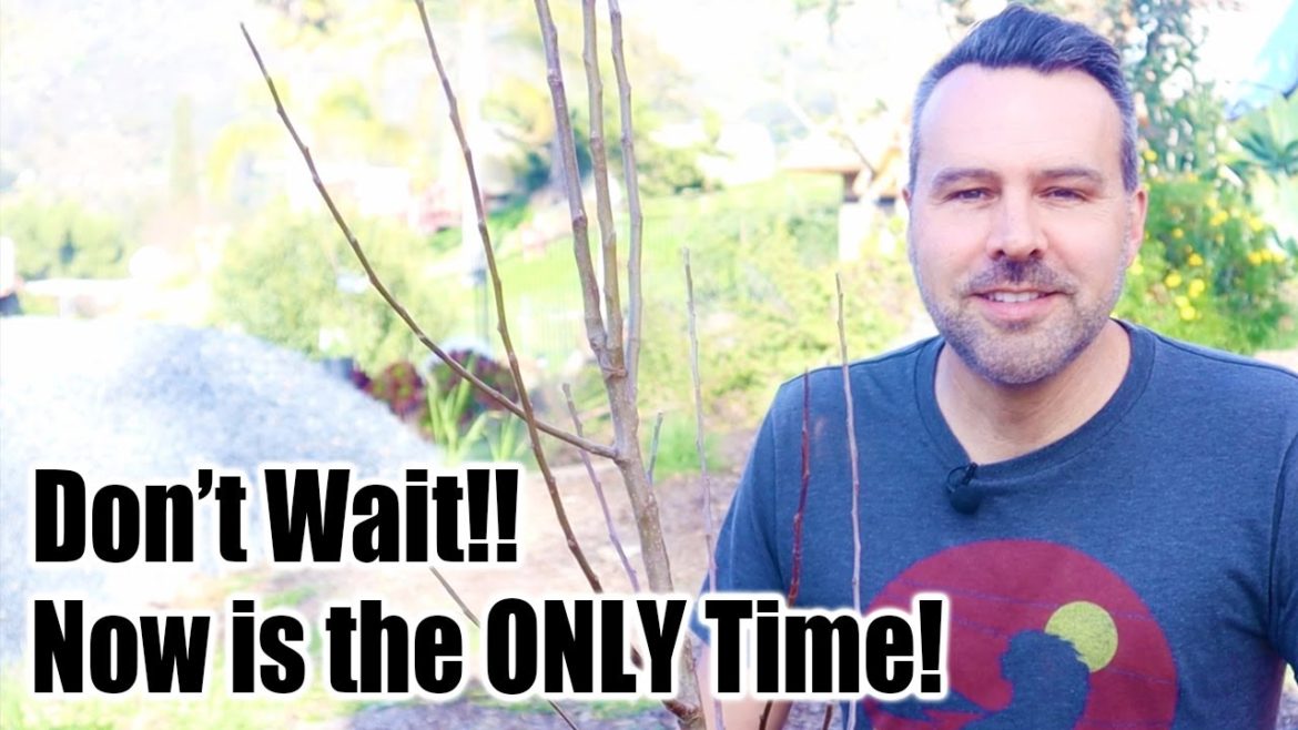 California Garden TV: How to Plant Fruit Trees for MAXIMUM Growth and Fruiting How to Plant Fruit Trees for MAXIMUM Growth and Fruiting