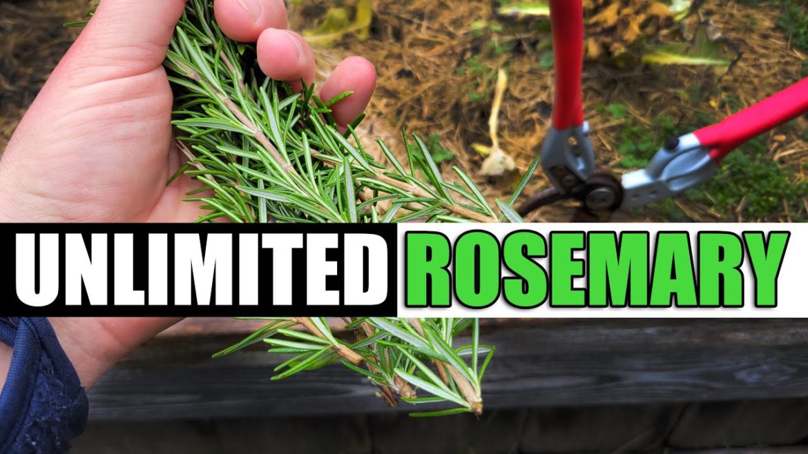 How To Root And Grow Rosemary From Cuttings How To Root And Grow Rosemary From Cuttings
