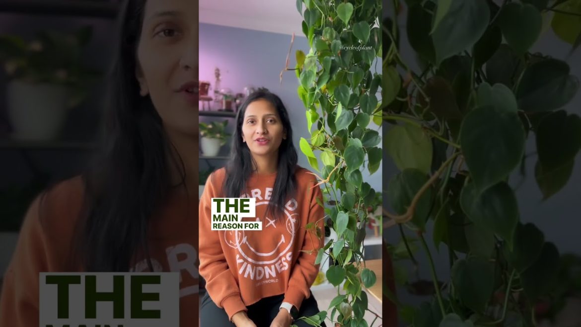 Fix leggy growth on your trailing plants 🪴 #cycleofplant #simplifyplantcare #plantcaretips Fix leggy growth on your trailing plants 🪴 #cycleofplant #simplifyplantcare #plantcaretips