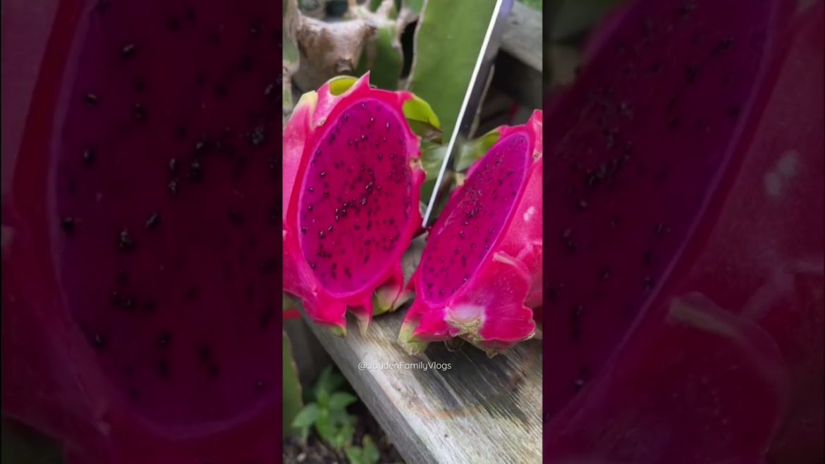 PITAYA : DRAGON FRUIT ?🍉😱 #shorts #satisfying #fruit #oddlysatisfying #food #fruitcutting
