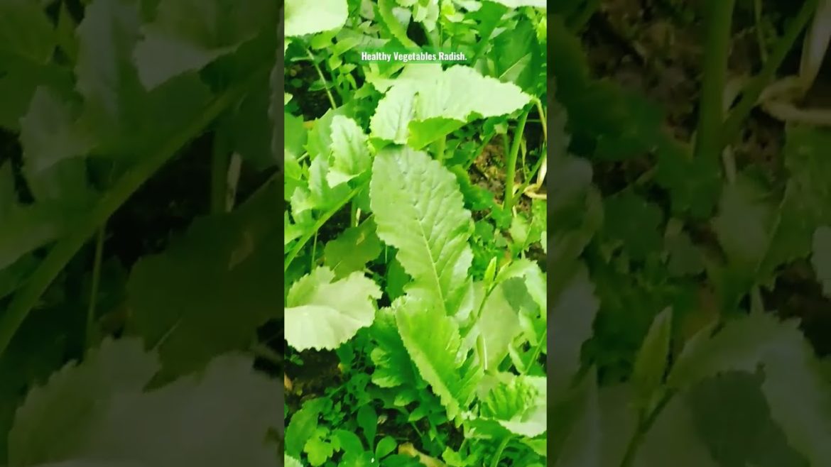 Healthy Vegetables Radish. Gardening Design Ideas. #viralvideo #viral #shorts #healthy #gardening .