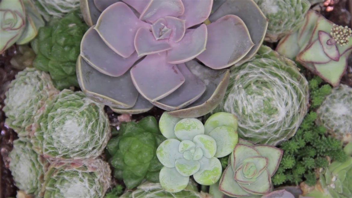 Succulent Container Garden