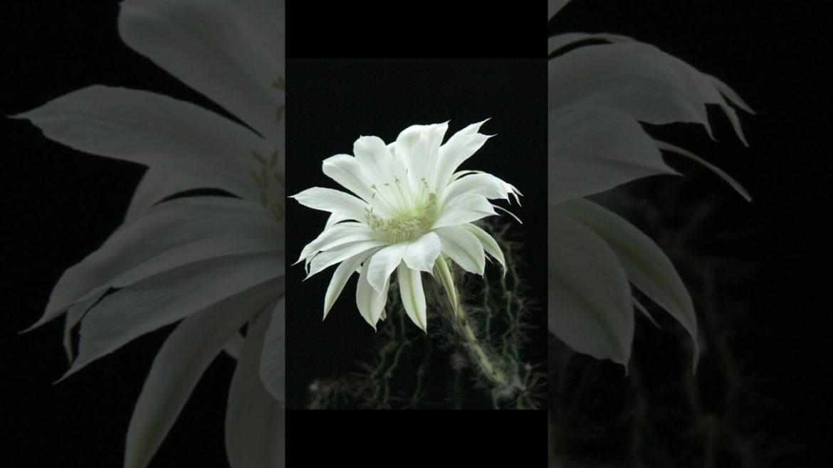 Close Up Shot of a Night Blooming Cereus in Bloom #shorts #flowers #nature