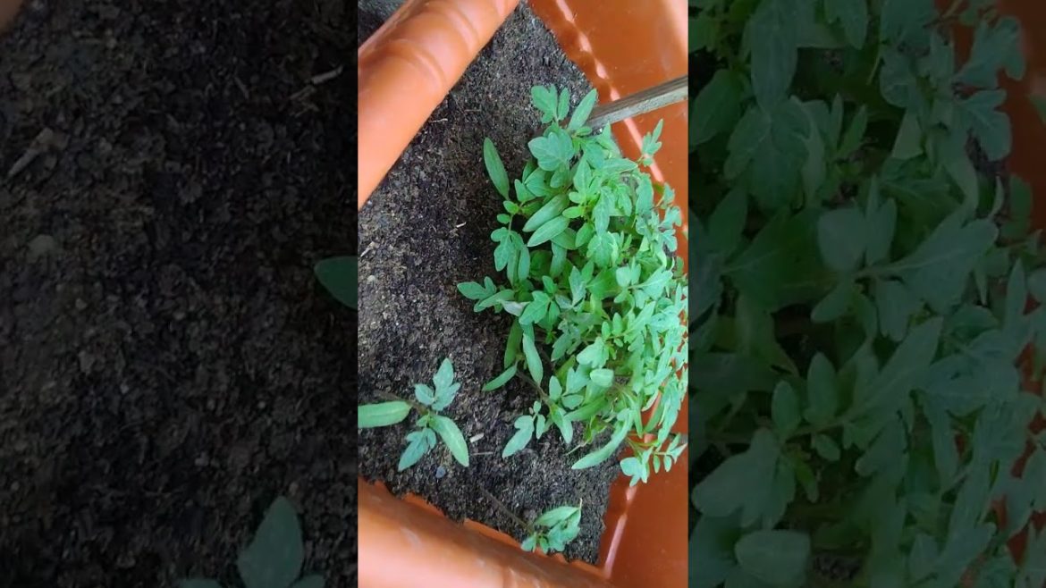 Planting Tomato saplings😀 #shorts #gardening #tomatoplant,gardening tips for beginners Planting Tomato saplings😀 #shorts #gardening #tomatoplant,gardening tips for beginners