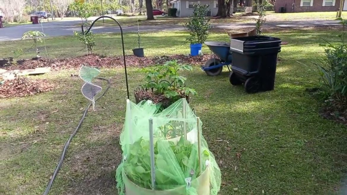 Attempting sweet potatoes in the ground 1st time. Gardening on the free Attempting sweet potatoes in the ground 1st time. Gardening on the free
