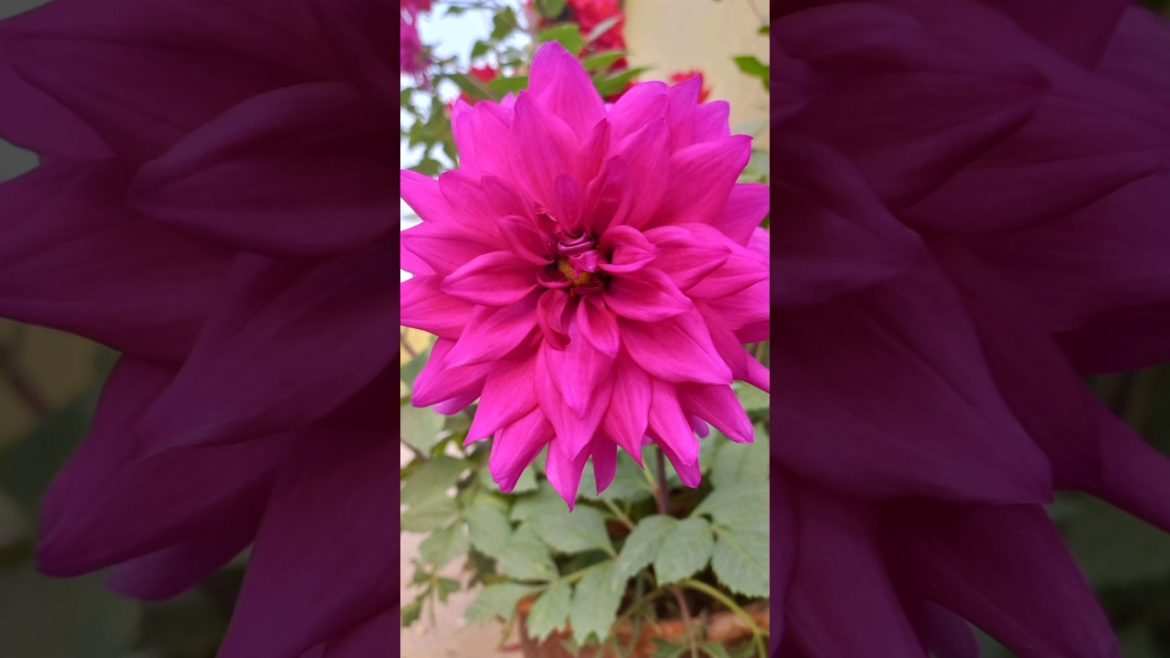 Garden/Flower🌹🌺🥀🌼 /Photography #shorts #trend #dareen #1k #garden #photography #viral Garden/Flower🌹🌺🥀🌼 /Photography #shorts #trend #dareen #1k #garden #photography #viral