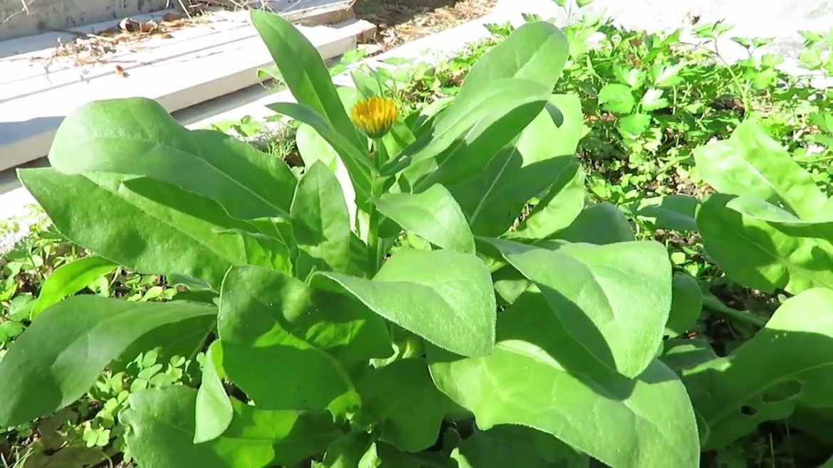 In My Texas Garden - January 2023