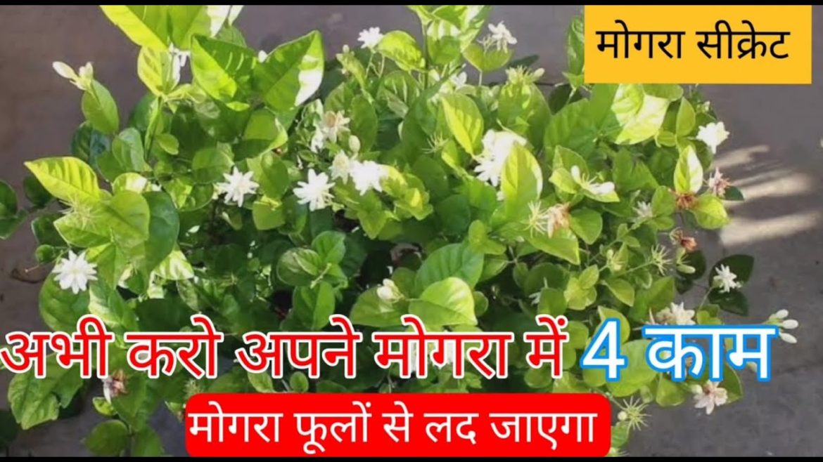 Mogra Plant Care #gardening #organic #mongra#fertilizer#jasmine #organicgardening#organicfertilizer Mogra Plant Care #gardening #organic #mongra#fertilizer#jasmine #organicgardening#organicfertilizer