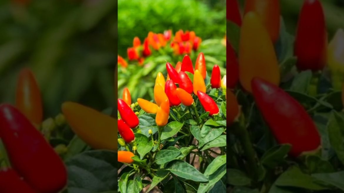 My garden chilli plant 🌶 #short #gardening #plants #growingplants #ytshorts #nature #chilliplant My garden chilli plant 🌶 #short #gardening #plants #growingplants #ytshorts #nature #chilliplant