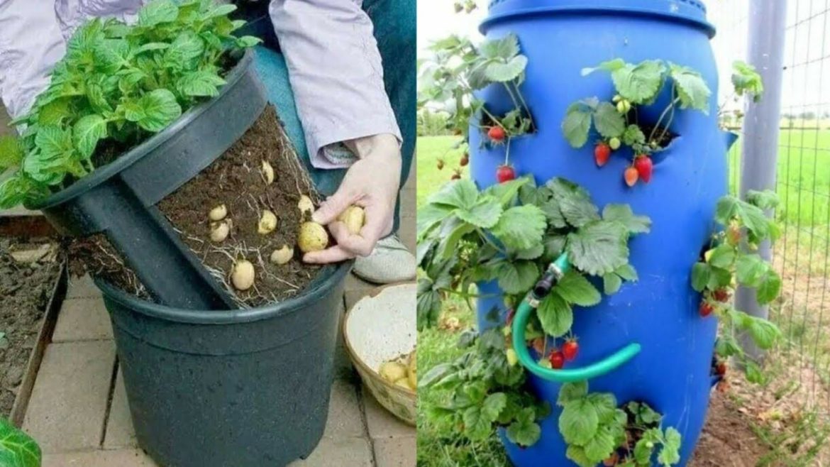 DIY creative planter ideas for garden|container gardening