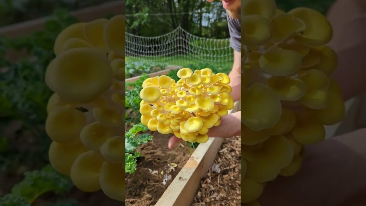 What is a Mushroom Substrate?