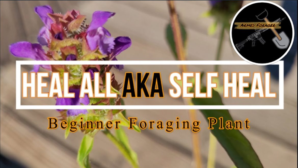 Heal All - Self Heal | Prunella Vulgaris: Survival food -Best foraging plant- Is it Edible medicinal