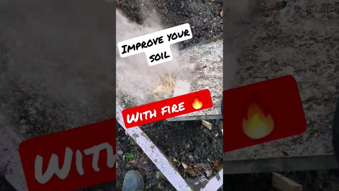 Fire helping to grow more 🔥 Improving Soil wood Ash #shorts #gardening #tips #tricks #like #hack