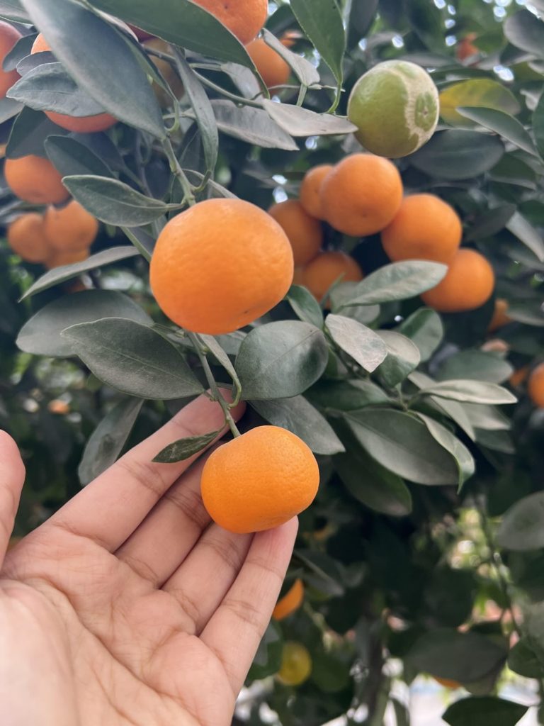 What can I make with these tiny oranges? They are extremely sour and a little bitter