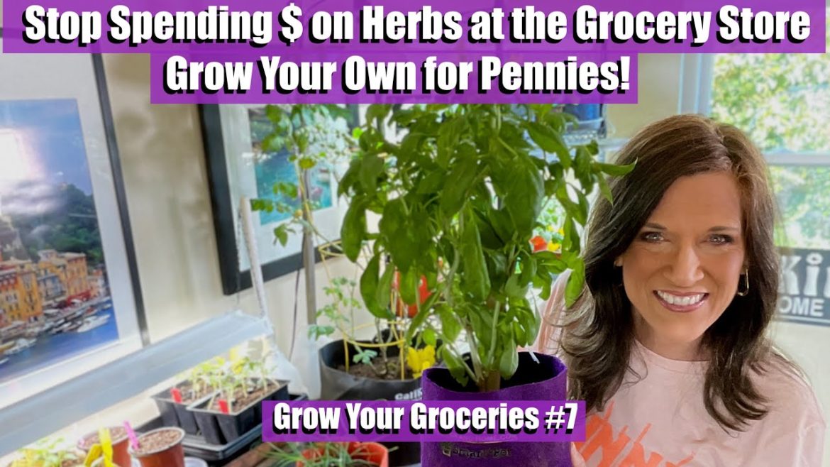 CaliKim: Stop Spending Money on Herbs at the Grocery Store -Grow Your Own For Pennies!/Grow Your Groceries #7 Stop Spending Money on Herbs at the Grocery Store -Grow Your Own For Pennies!/Grow Your Groceries #7