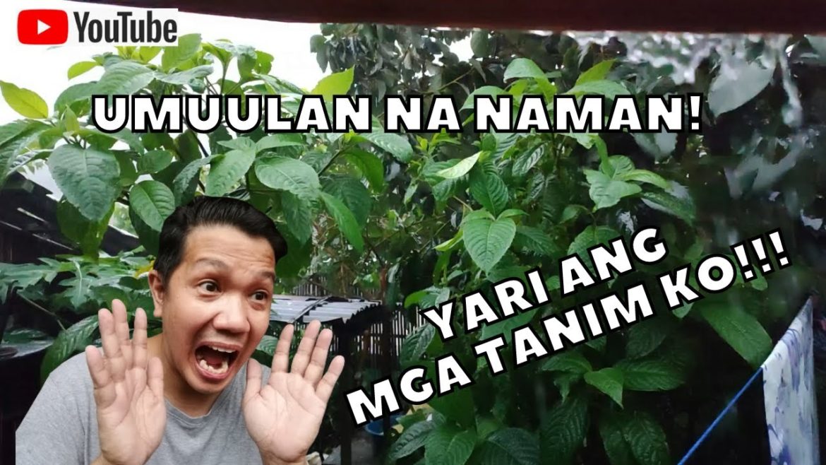 TIPS ON HOW TO SAVE YOUR PLANTS DURING RAINY SEASON | PLANT TIPS SA TAG ULAN TIPS ON HOW TO SAVE YOUR PLANTS DURING RAINY SEASON | PLANT TIPS SA TAG ULAN