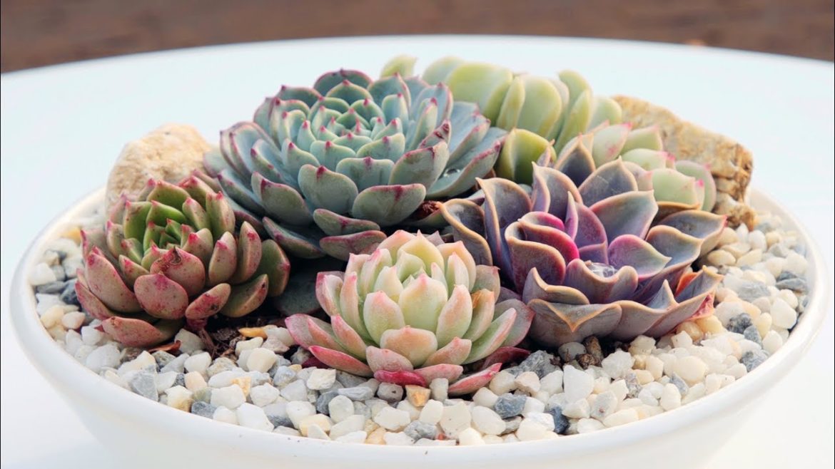 Echeveria Container Garden In Handmade White Pot Echeveria Container Garden In Handmade White Pot
