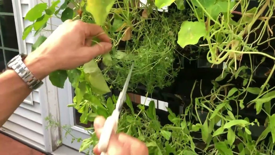 Trimming the Vertical Garden for Max Production Trimming the Vertical Garden for Max Production