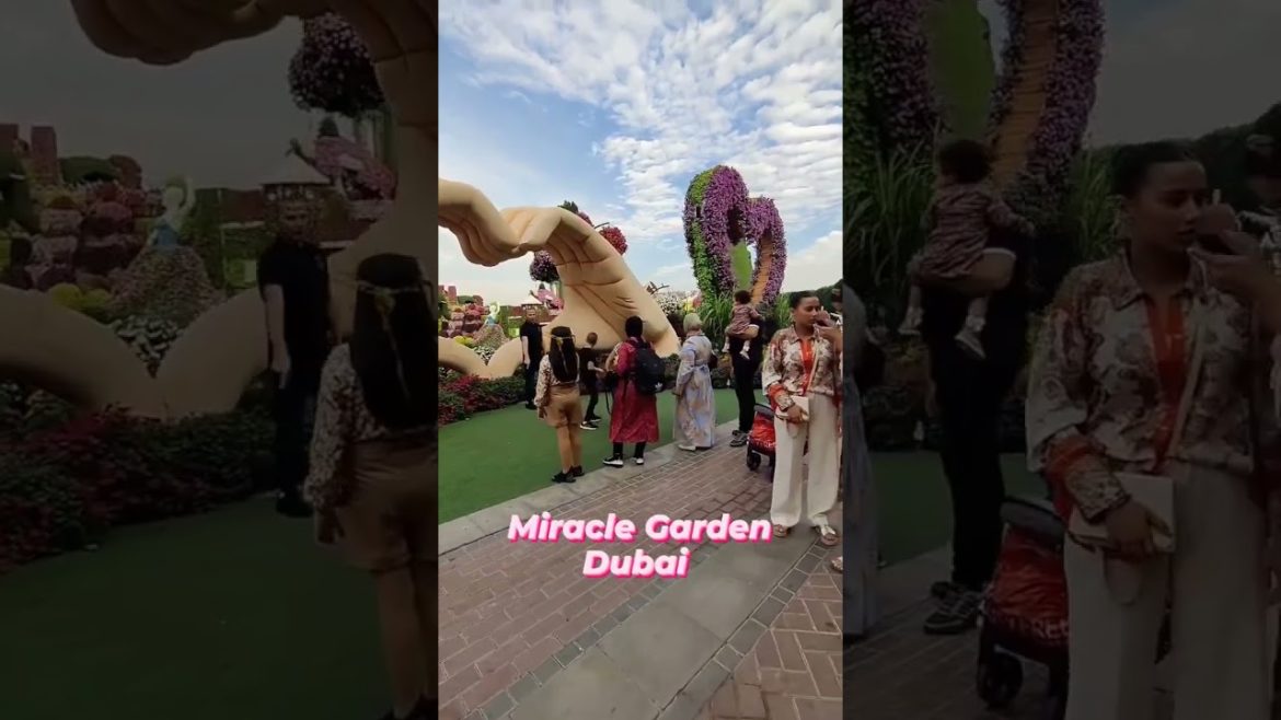 😳150 million flowers💐🌺🤷🏻♀️..Dubai 🇦🇪 Day 3 Part 1..🌹Miracle Garden🌻 Dubai 🇦🇪.. #shorts #dubai 😳150 million flowers💐🌺🤷🏻♀️..Dubai 🇦🇪 Day 3 Part 1..🌹Miracle Garden🌻 Dubai 🇦🇪.. #shorts #dubai
