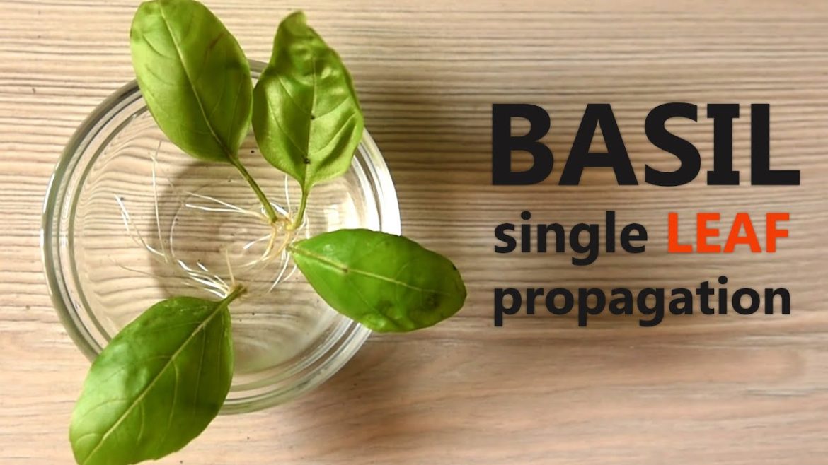 Basil propagation |  growing a leaf experiment | house plants and indoor gardening