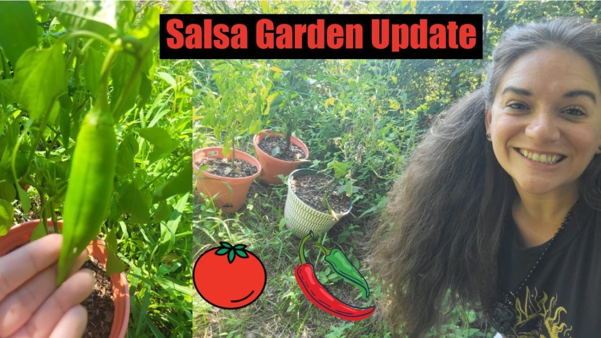 How to Grow a Patio Container Garden : Salsa Garden : Late Summer Update : Se 8 Ep 70