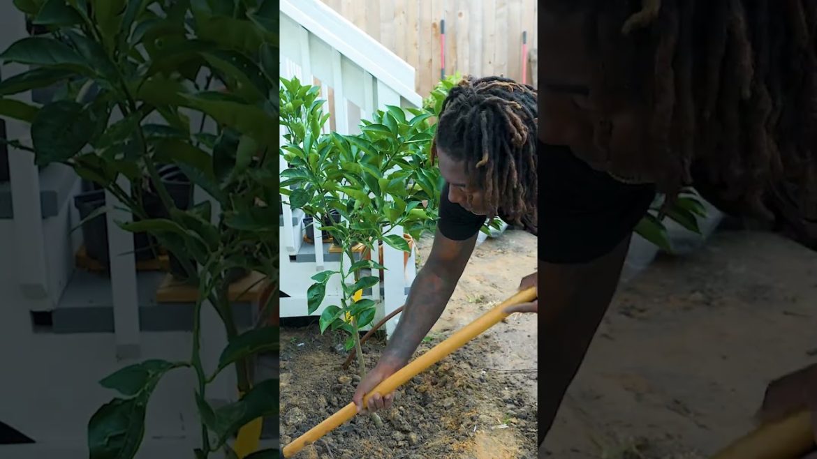 Fruit tree planting tips | Garden Transformation