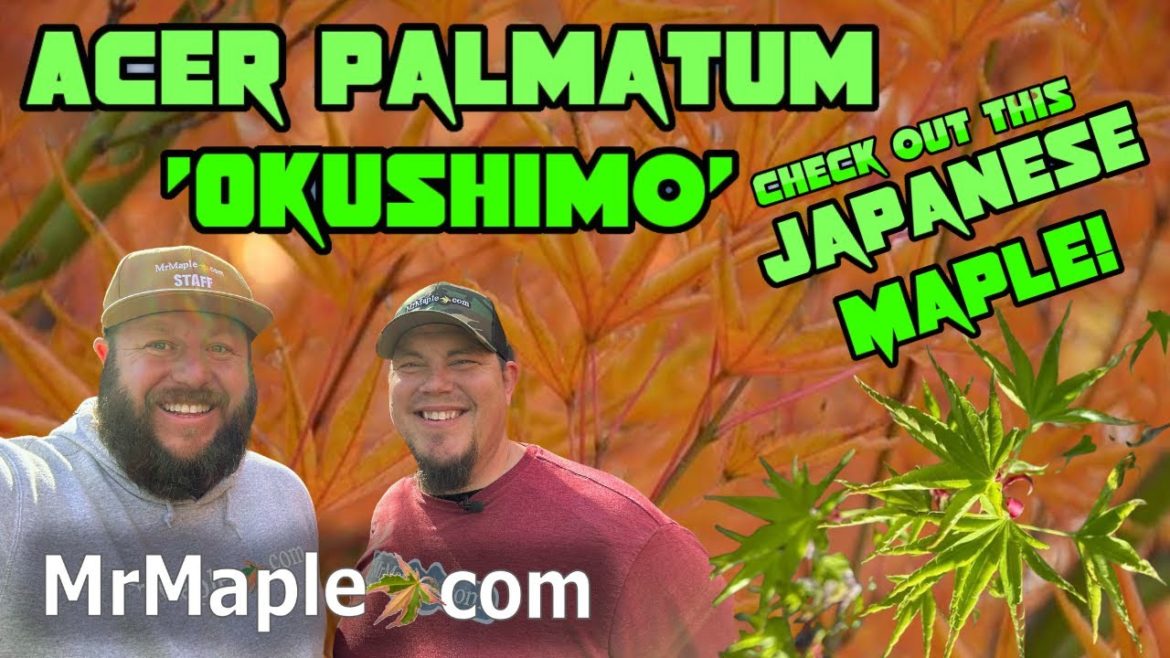 Acer palmatum 'Okushimo' Japanese Maple @ MapleWalk Garden | The Collector's Corner | Acer palmatum 'Okushimo' Japanese Maple @ MapleWalk Garden | The Collector's Corner |