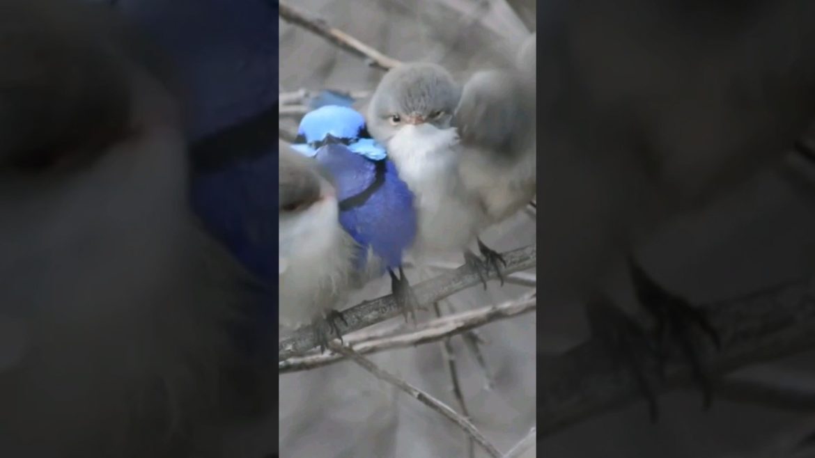 🔴😍🎶First Time I've Seen A Mountain Blue Bird So Beautiful Bird🎶💖-#shorts #birdsounds #birds #viral 🔴😍🎶First Time I've Seen A Mountain Blue Bird So Beautiful Bird🎶💖-#shorts #birdsounds #birds #viral