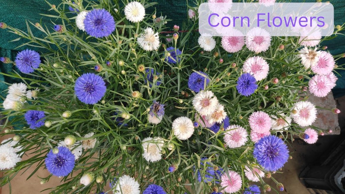 How to grow Cornflower //How To Get Maximum Flowers In Cornflower Gold// How to grow Cornflower //How To Get Maximum Flowers In Cornflower Gold//