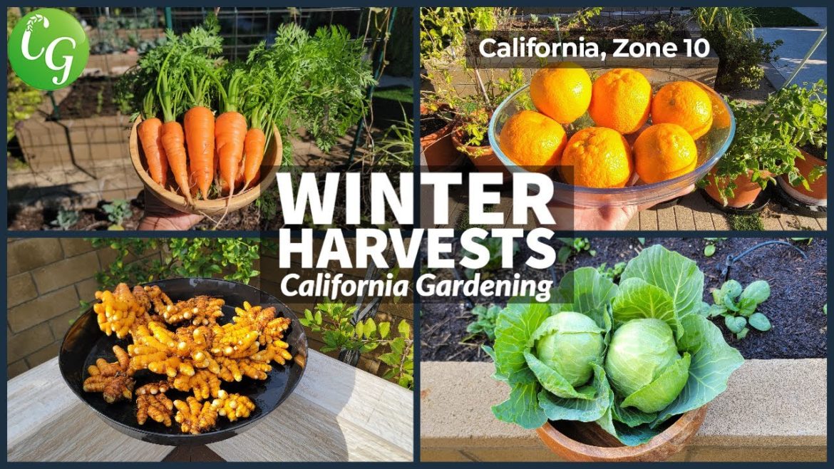 Winter Gardening: Tips & Tricks for Healthy Veggies in Cold Weather
