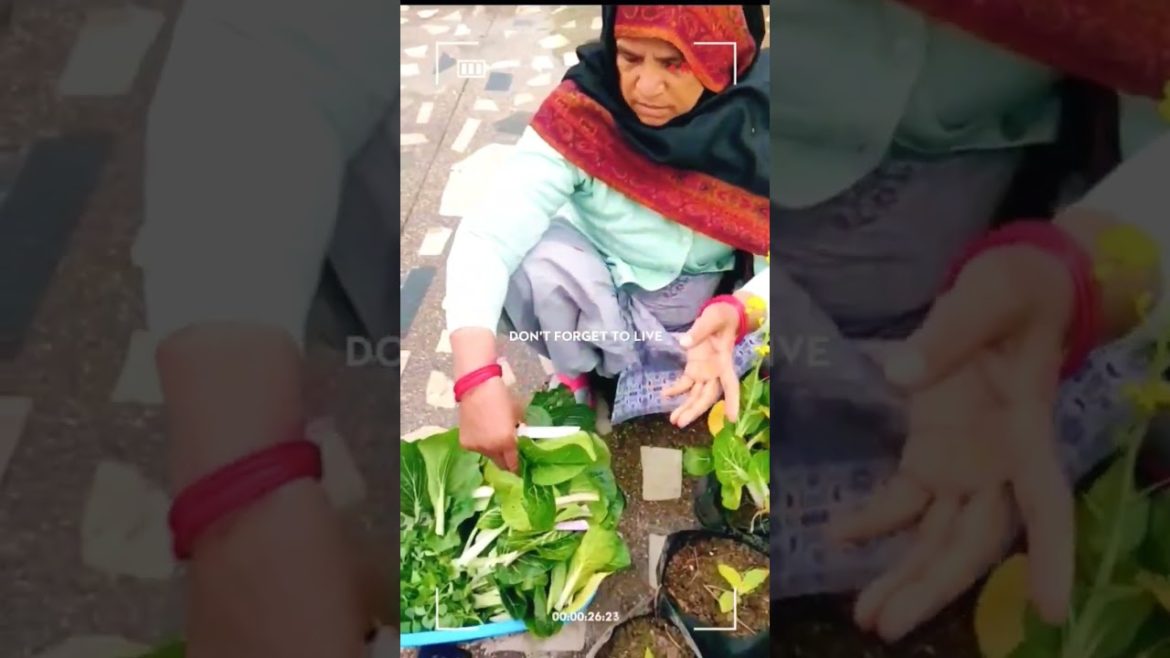 हमारे घर खाने योग्य पत्तेदार सब्जियों की #asmr #shortvideo