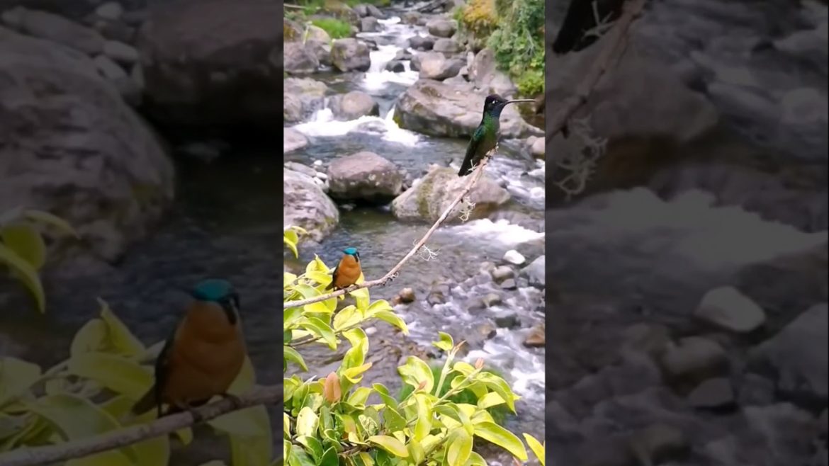 🔴😍😍🎶OMG So Cute HUMMINGBIRD 🎶💖😍- #shorts #river #trending #viral #naturesounds #asmr #cute #nature