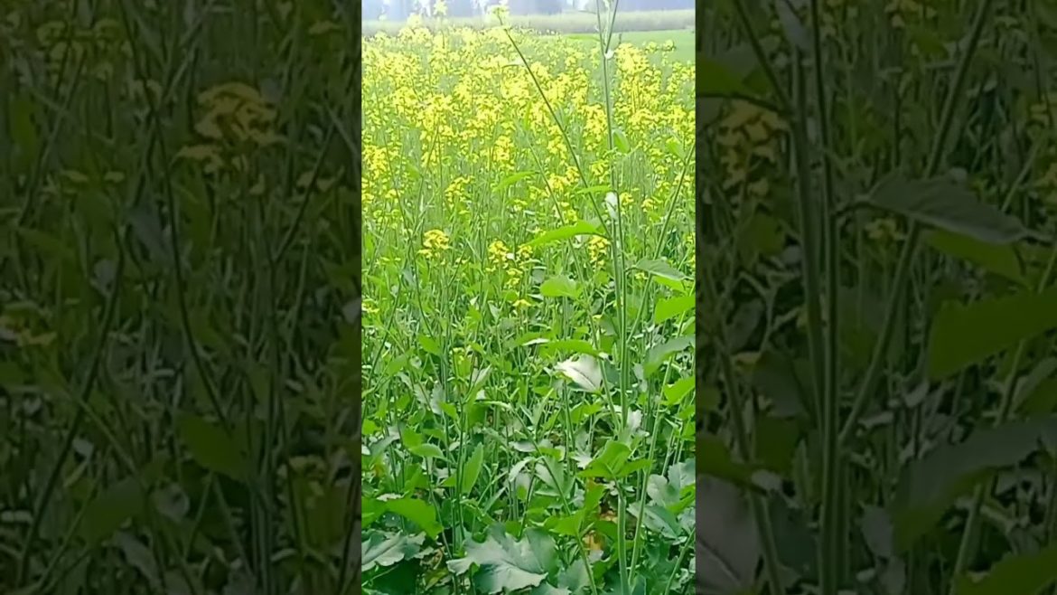 my first vlog || vlog video || viral