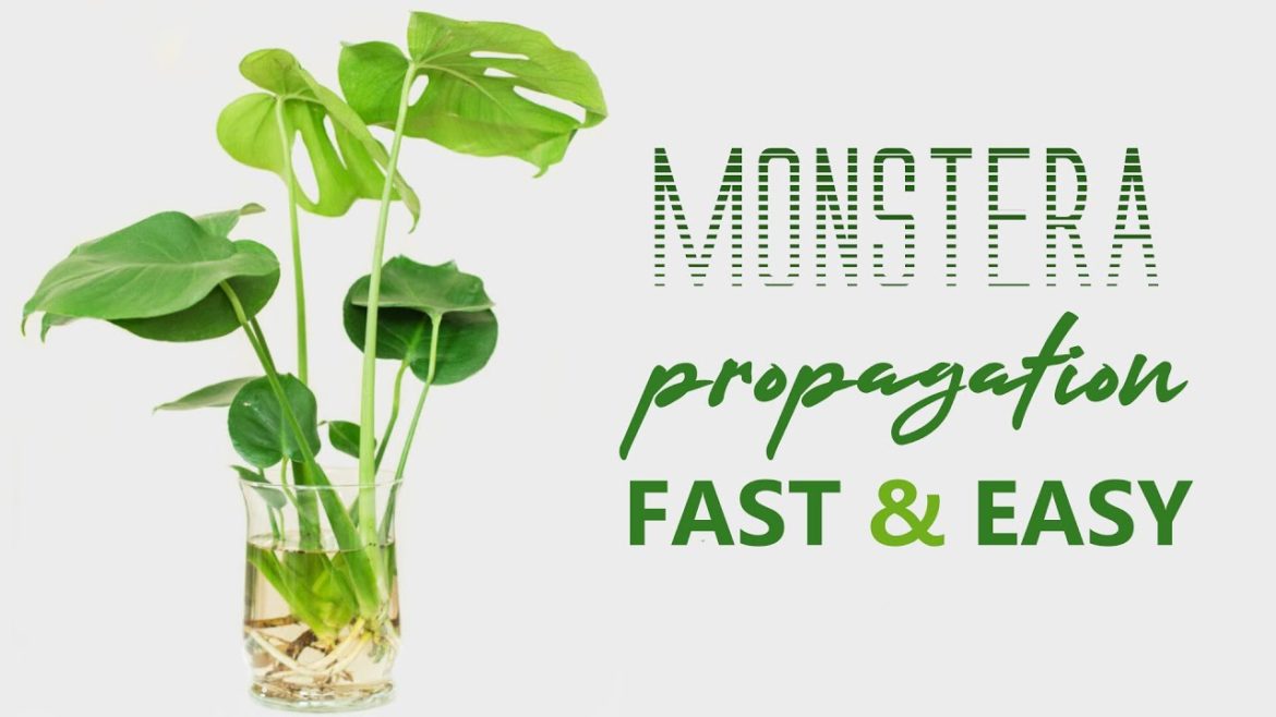 Monstera Deliciosa propagation | 2 weeks roots | house plants and indoor gardening Monstera Deliciosa propagation | 2 weeks roots | house plants and indoor gardening