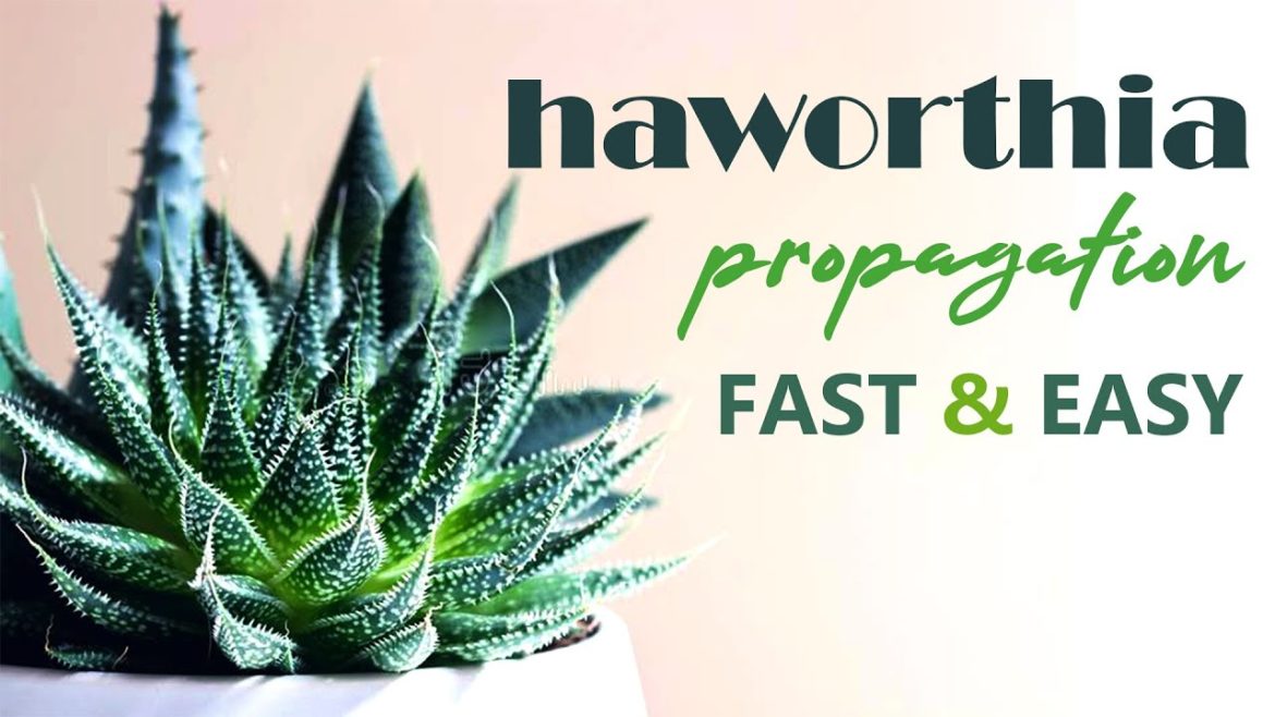 Haworthia  split propagation | 4 weeks results | house plants and indoor gardening