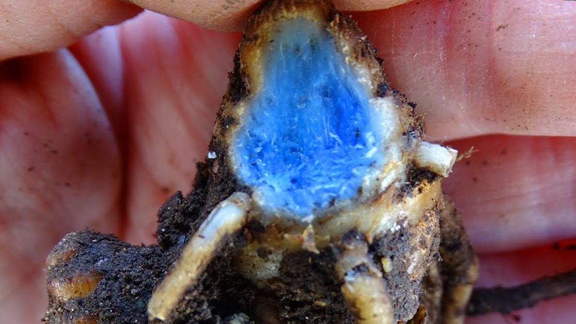 Black Turmeric Harvesting Tasting Rare Herb Growing Organic in Container Garden EASY to Grow Rhizome