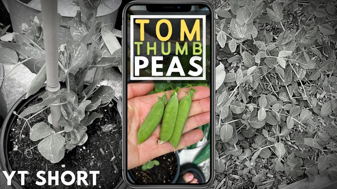 TOM THUMB PEAS | Container Gardening