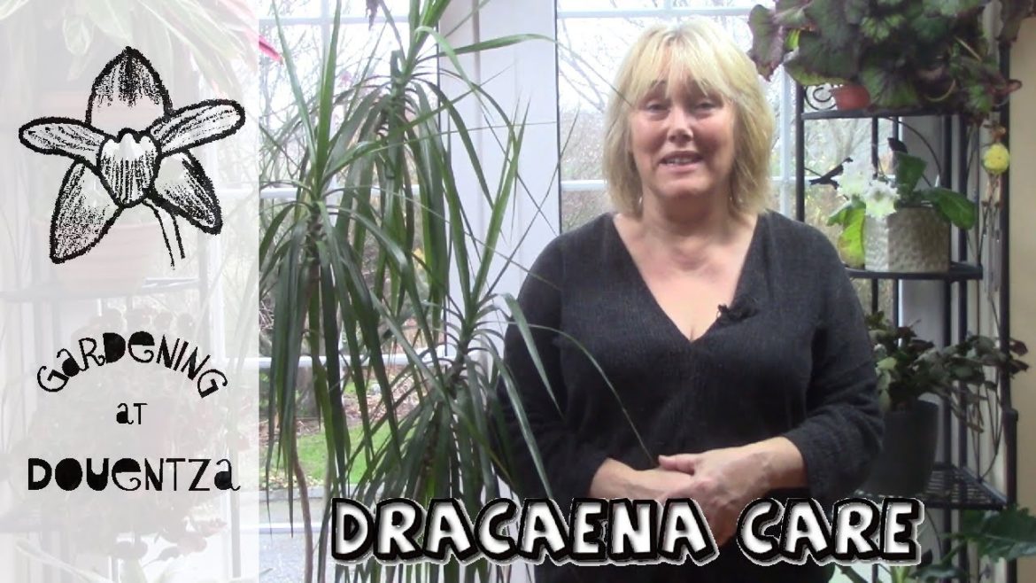 Dracaena marginata Care || Growing the Dragon Tree in your House || Quick & Easy Guide Dracaena marginata Care || Growing the Dragon Tree in your House || Quick & Easy Guide