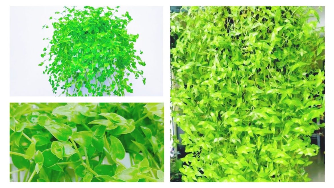 Tutle Vine Care & Gardening Tips in Malayalam | Fast Growing Hanging Plants Tutle Vine Care & Gardening Tips in Malayalam | Fast Growing Hanging Plants