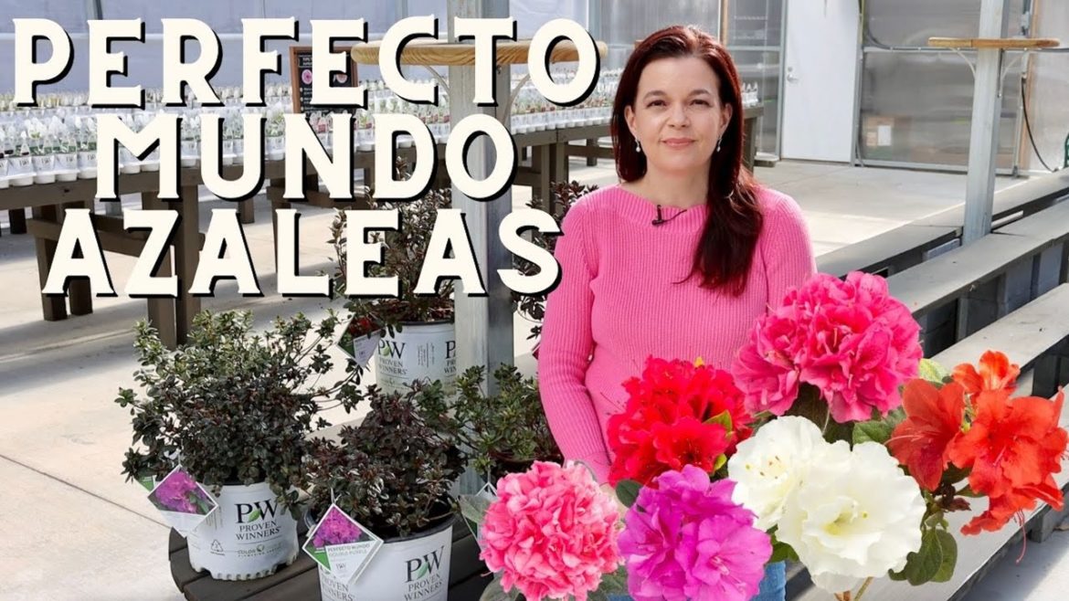 One of My Favorites - Perfecto Mundo Azaleas | Gardening with Creekside