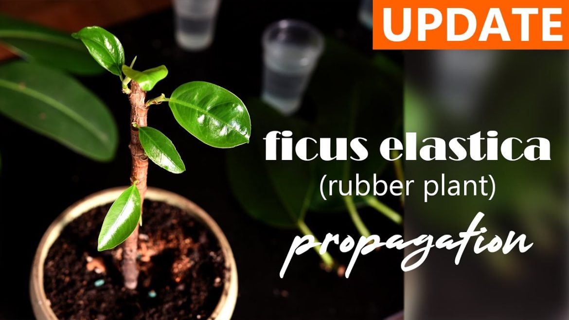 Rubber plant / Ficus Elastica | 3 weeks roots | house plants and indoor gardening Rubber plant / Ficus Elastica | 3 weeks roots | house plants and indoor gardening