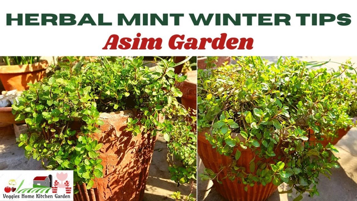 Herbal Mint healthy bushy growth with winter care tips at Asim Rooftop Garden Herbal Mint healthy bushy growth with winter care tips at Asim Rooftop Garden